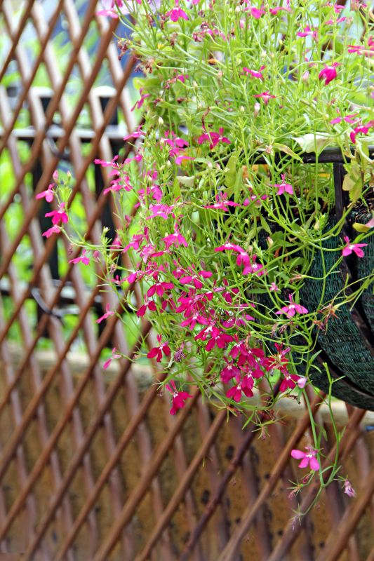 Garden Trellis Installation