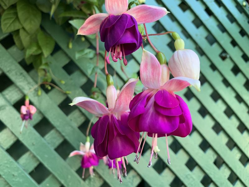 Garden Trellis Installation