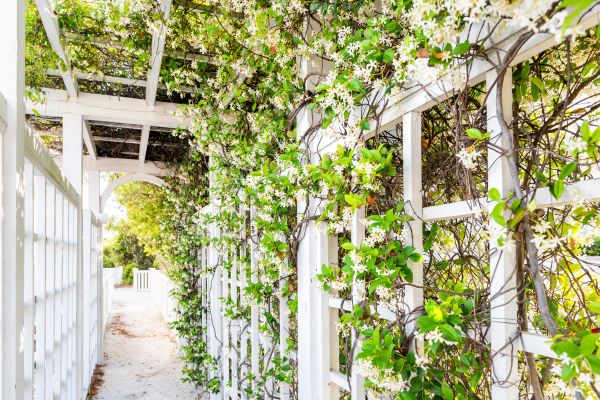 Cucumber Trellis Installation