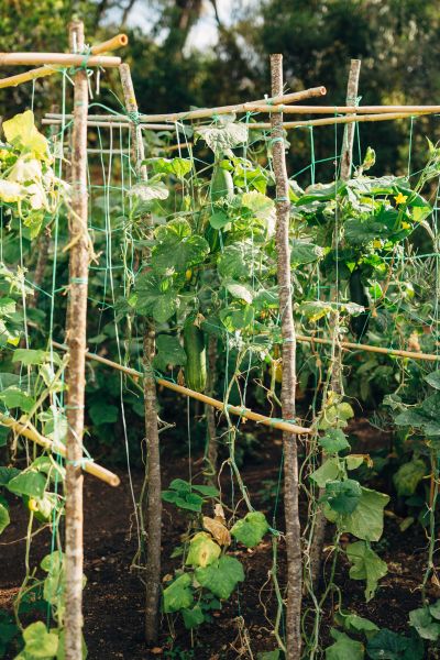 Cucumber Trellis Construction